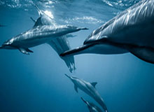 星空体育中国-夏安分享视频：你多久没在比赛后又唱又跳了？进了先锋赛就这样庆祝